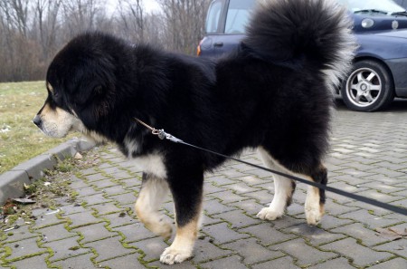 AMAROK Henriet´s garden ,(Djego x Rinchen)